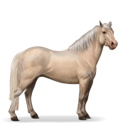 Connemara - Cremello