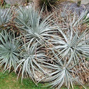 Puya Caerulea