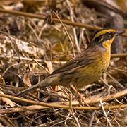 Siberian Accentor
