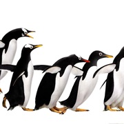 Mr. Popper's Penguins