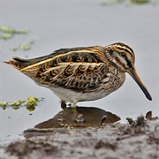Jack Snipe