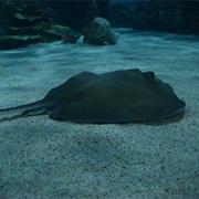 Tropicarium, Budapest