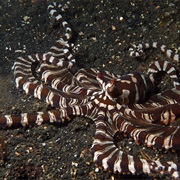 Hairball, Lembeh Strait, Indonesia