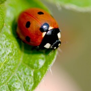Ladybugs