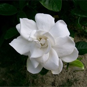 Gardenia