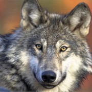 Northern Rocky Mountain Wolf