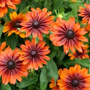 Know the Names of All the Flowers in Your Garden