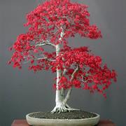 Bonsai