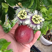 Passion Flowers (Passiflora)