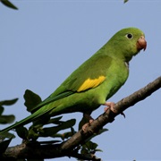 Yellow-Chevroned Parakeet