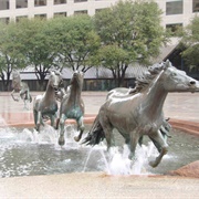 The Mustangs of Las Colinas