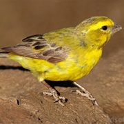 Canary