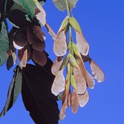 Box Elder (Acer Negundo)