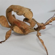 Giant Prickley Stick Insect