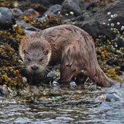 Orkney Islands, Scotland