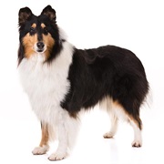 Collie