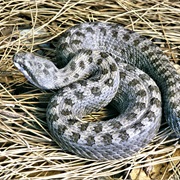 Twin-Spotted Rattlesnake