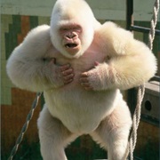 Gorilla