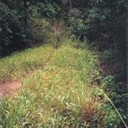 Dalrymple National Park (QLD)