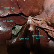 Opossum Liver