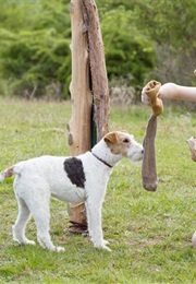 Moonrise Kingdom. (2012)