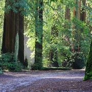 Portola Redwoods State Park, California