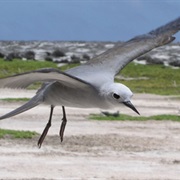 Jarvis Island National Wildlife Refuge