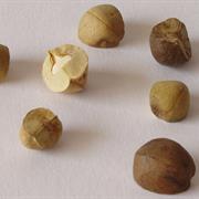 Mexican Jumping Beans