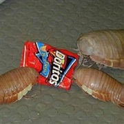 Isopods