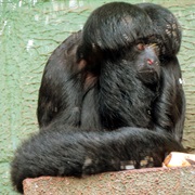 Black Bearded Saki