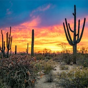 Saguaro National Park, Arizona