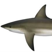 Bronze Whaler Shark