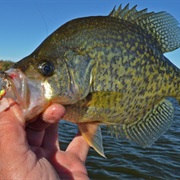 Crappies