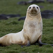Antarctic Fur Seal