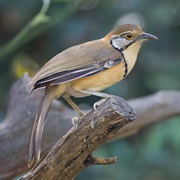 Greater Necklaced Laughingthrush