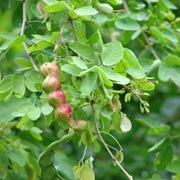 Monkeypod (Pithecellobium Dulce)