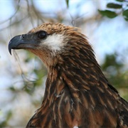 Madagascan Fish Eagle
