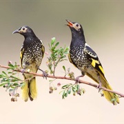 Regent Honeyeater