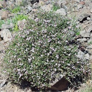 Thymus