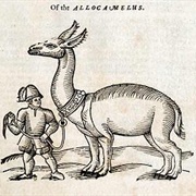 Allocamelus