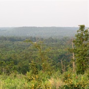 Fairchild State Forest, Texas