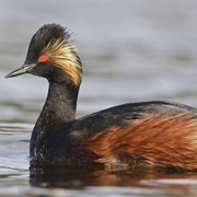Eared Grebe