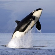 Killer Whales