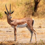 Grant's Gazelle
