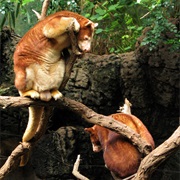 Matschie's Tree-Kangaroo