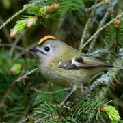 Goldcrest