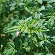 Southern Marigold (Tagetes Minuta)