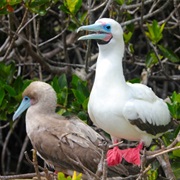 Red-Footed Booby