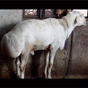 Fat-Tailed Sheep