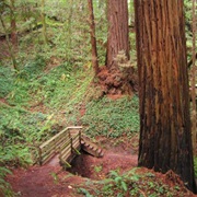 Forest of Nisene Marks State Park, California